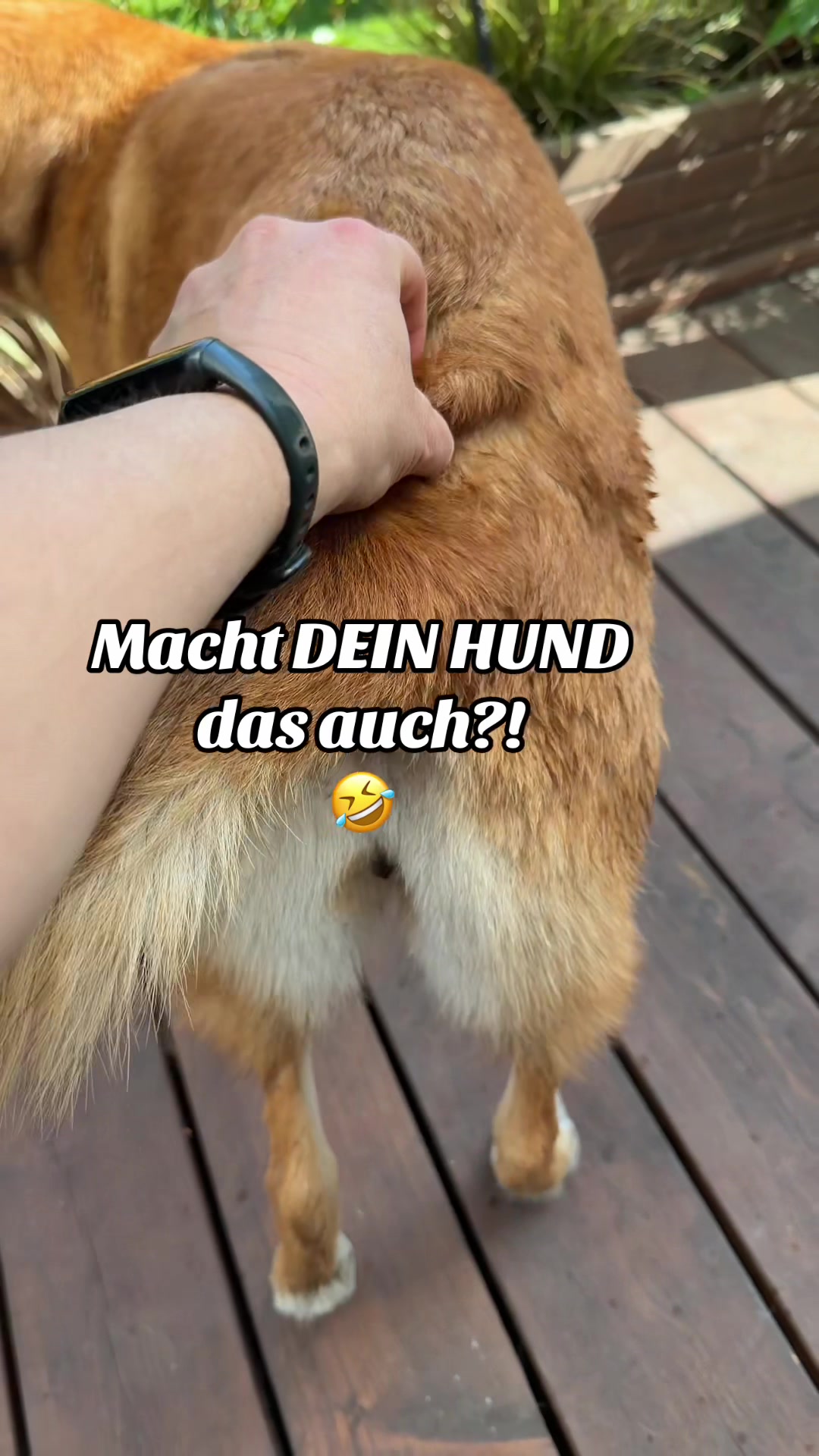 @INSAbenteuerHund