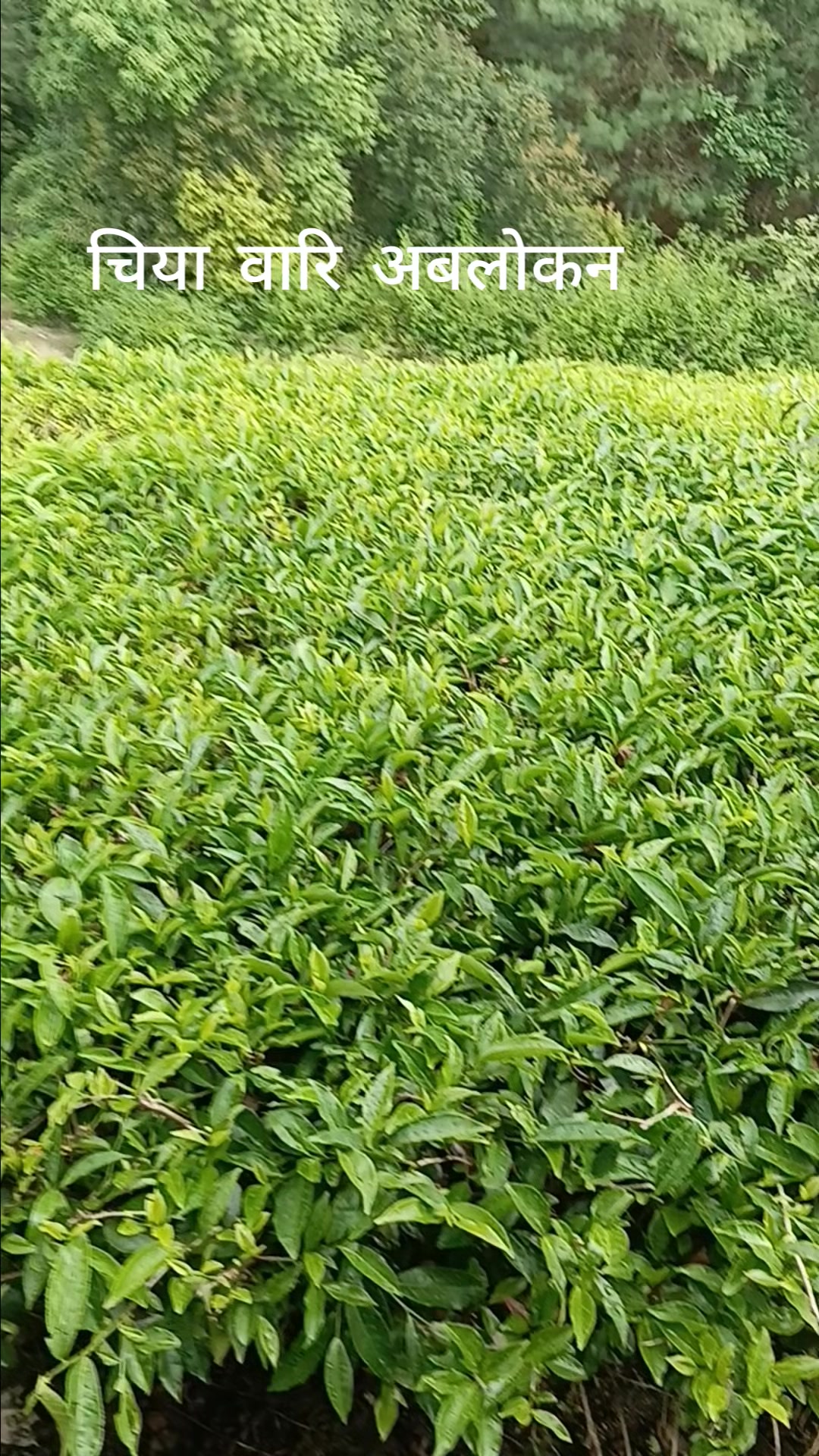 @हजुरबुवा को नाति 🇳🇵🇳🇵🇳🇵