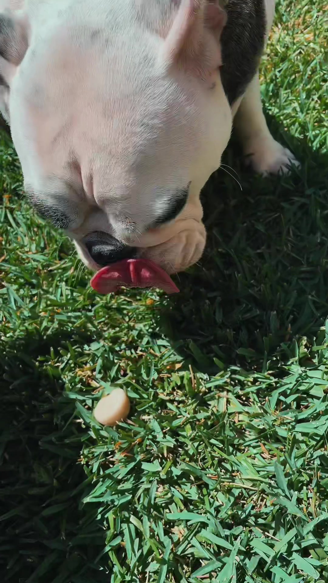 @nalathebulldog20