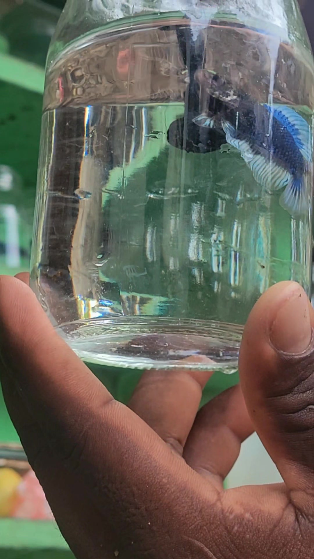 @Yorki Bettas