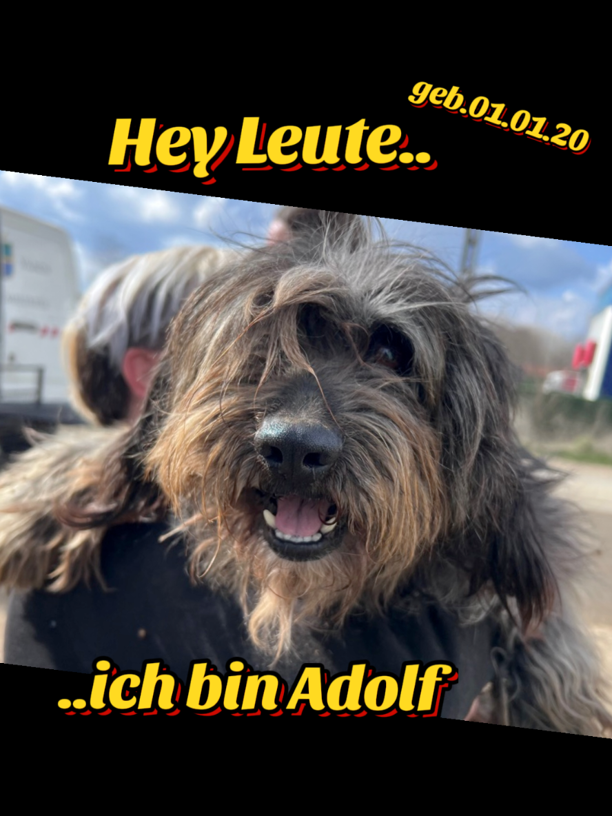@Hundehilfe Bakony e.V.
