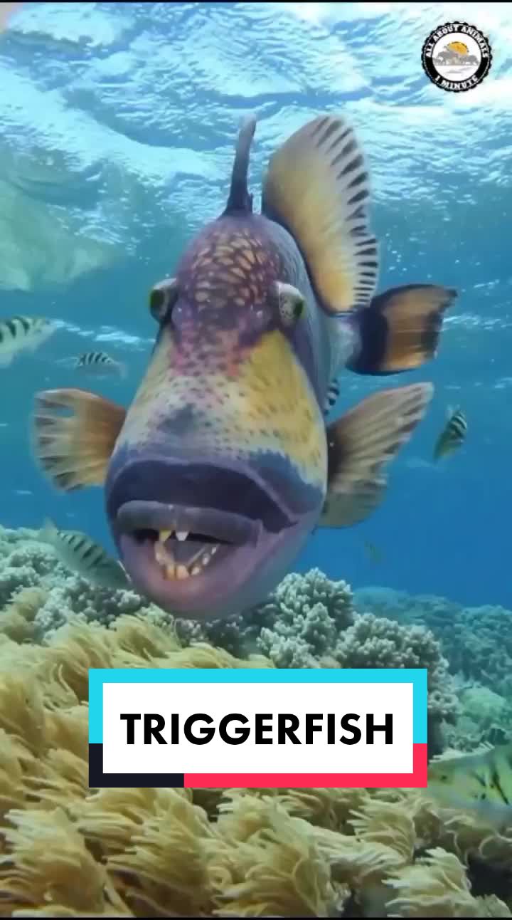 @ALL ABOUT ANIMALS