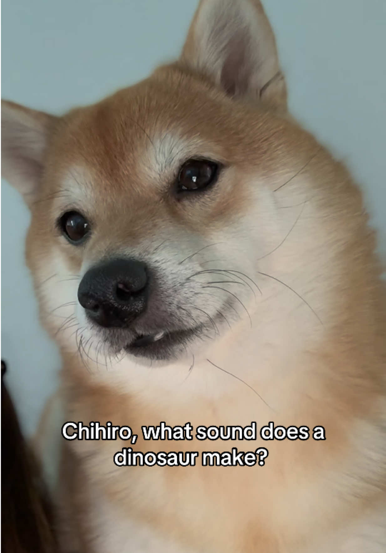 @Flock of Shibas 🐕🐕🐕