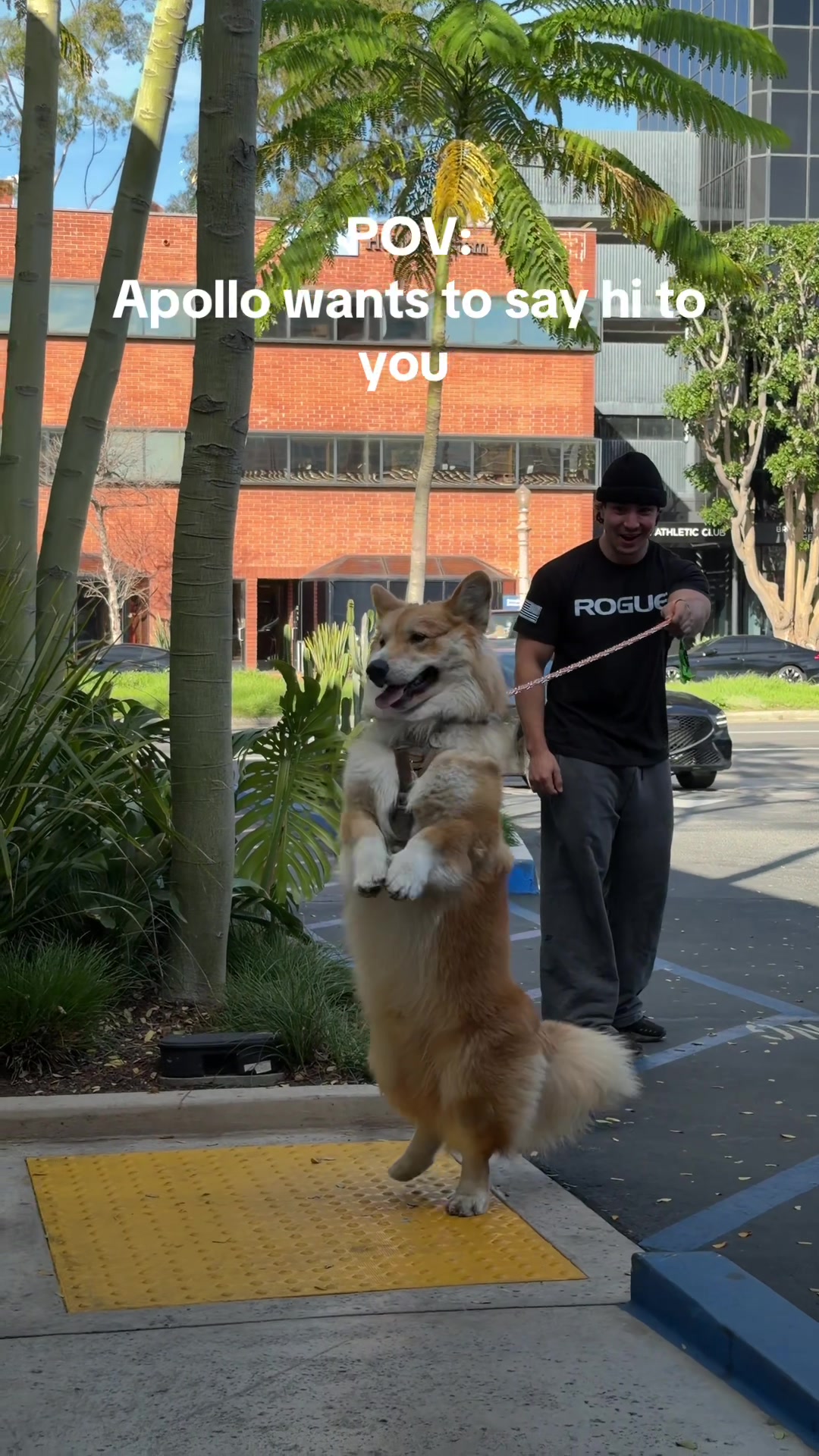 @apollothecorgimute