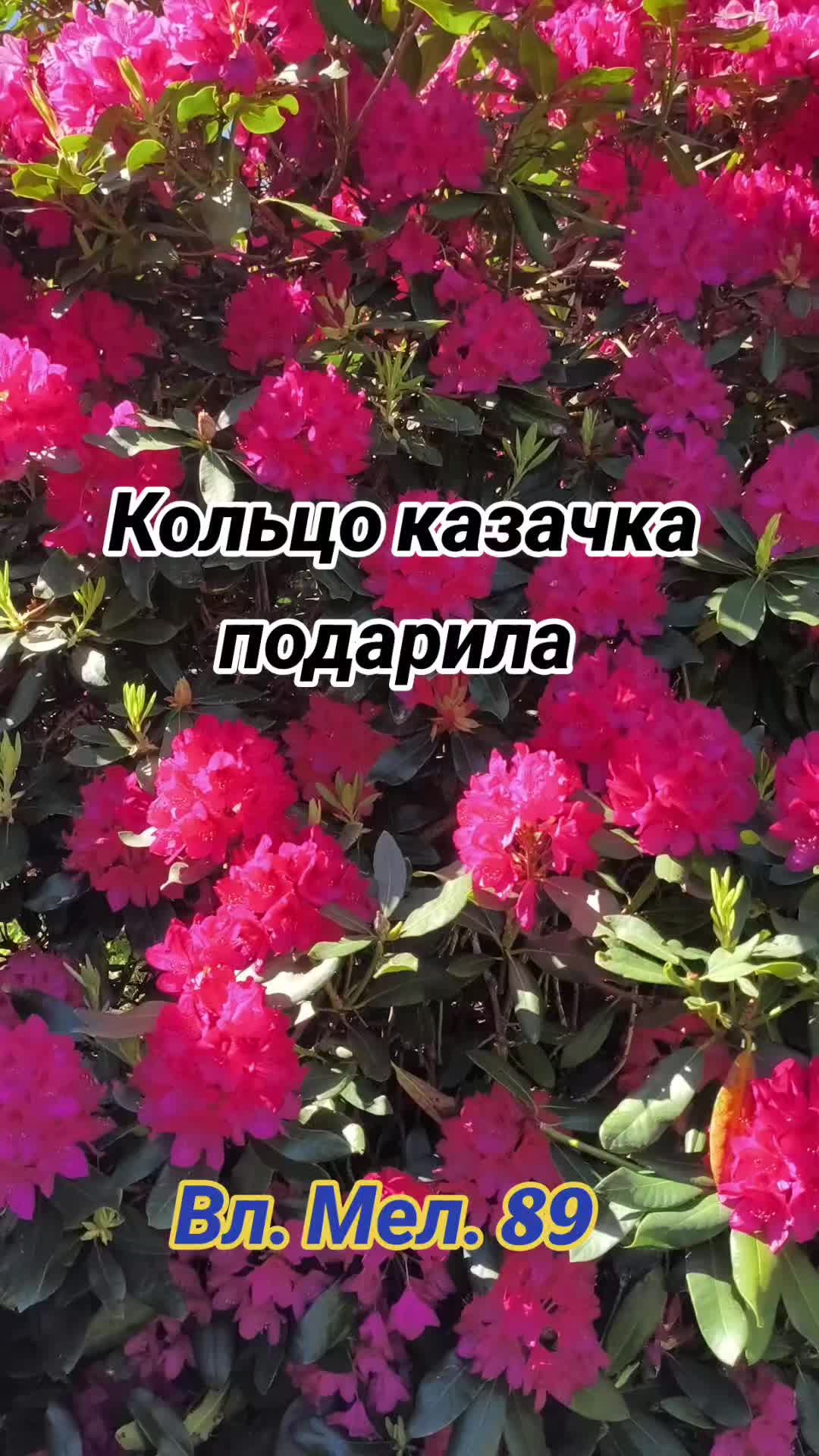 @Вл. Мел. 89