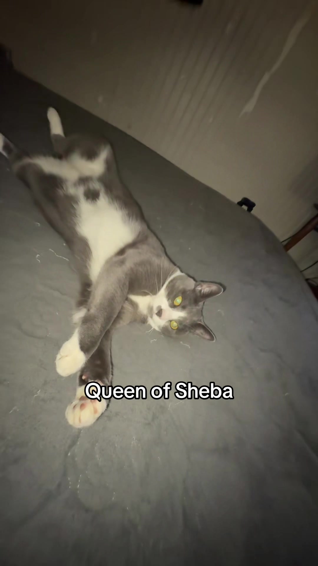 @༒𝔪𝔬𝔱𝔞𝔱𝔬𝔢𝔰༒