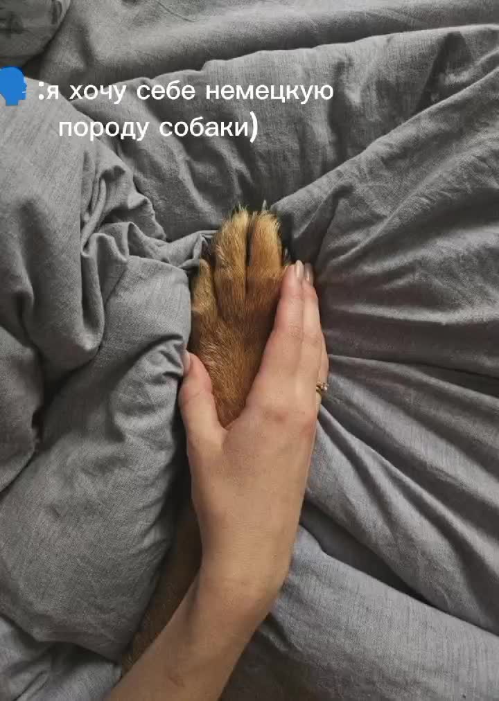@🐾доберман бруно🐾