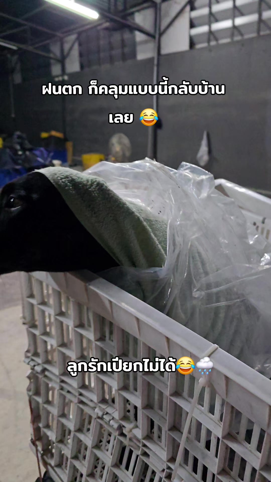 @อาร์ม วุฒิกร