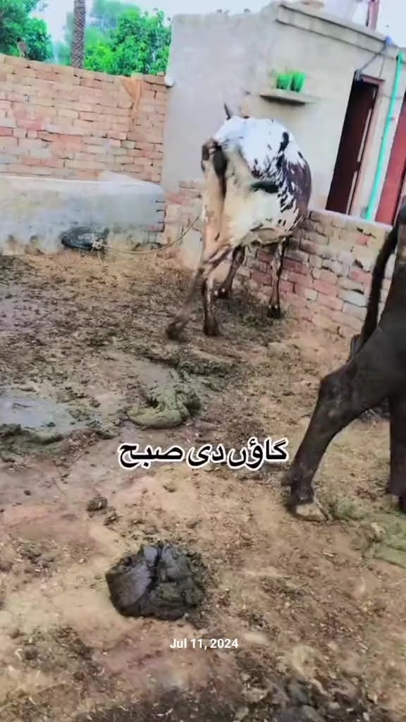 @Shoaib A 786