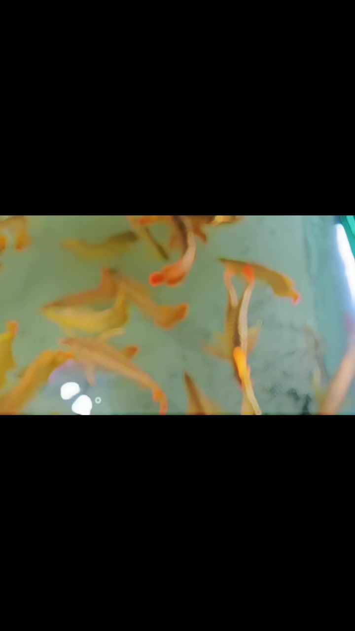@網上看魚