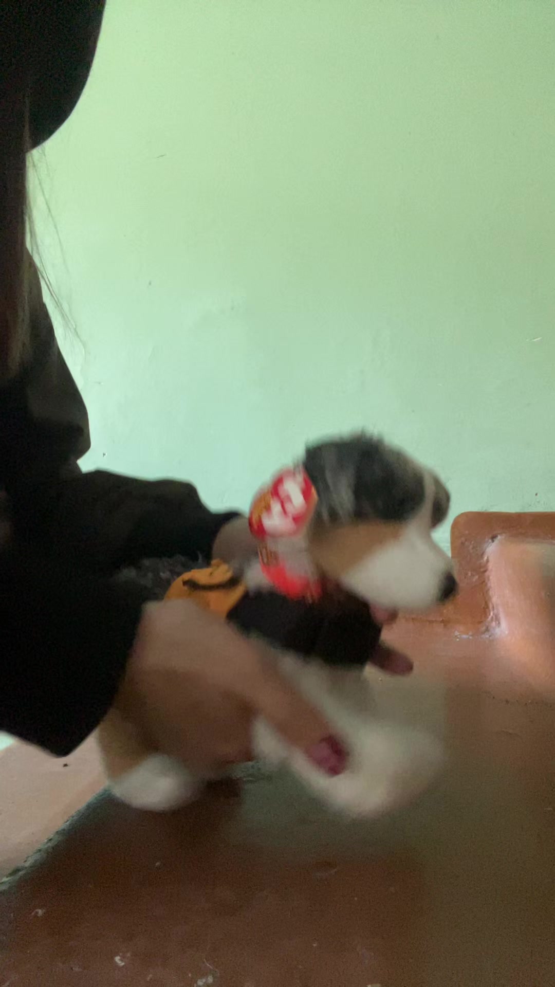 @♯🐾.ᴍᴇʏsʜɪ✧˚