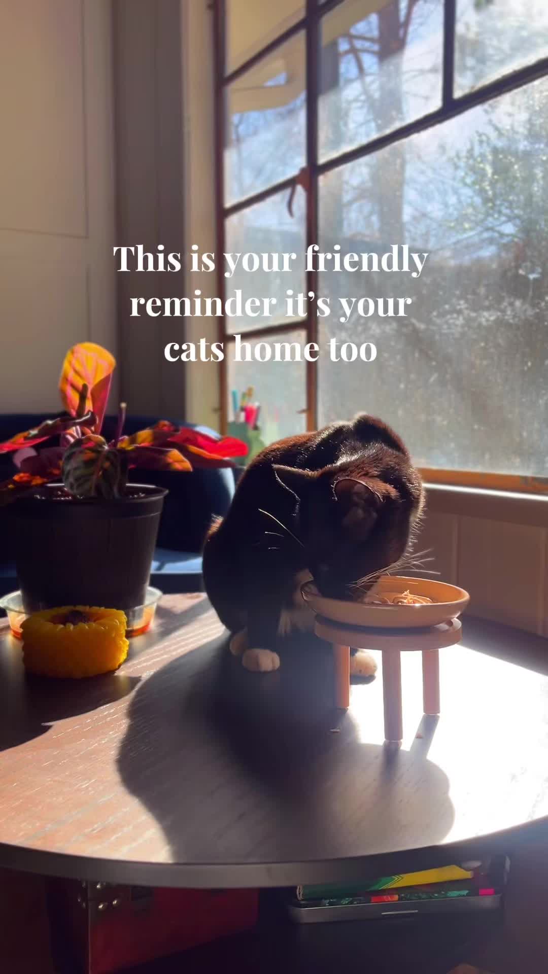 @happyhousecat