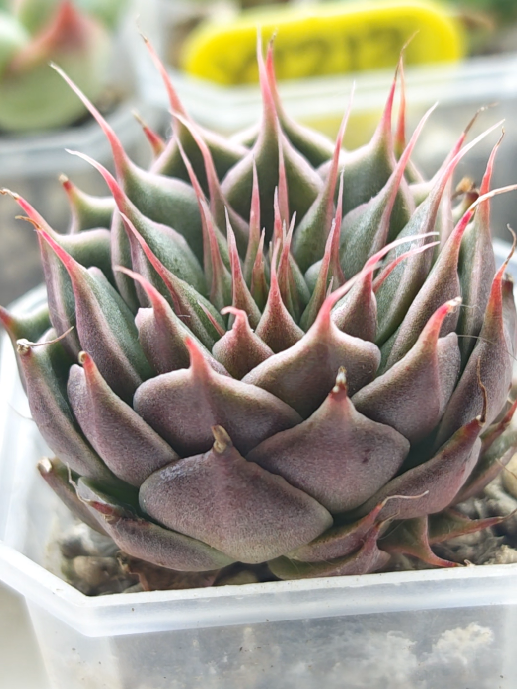 @il était Une Succulente