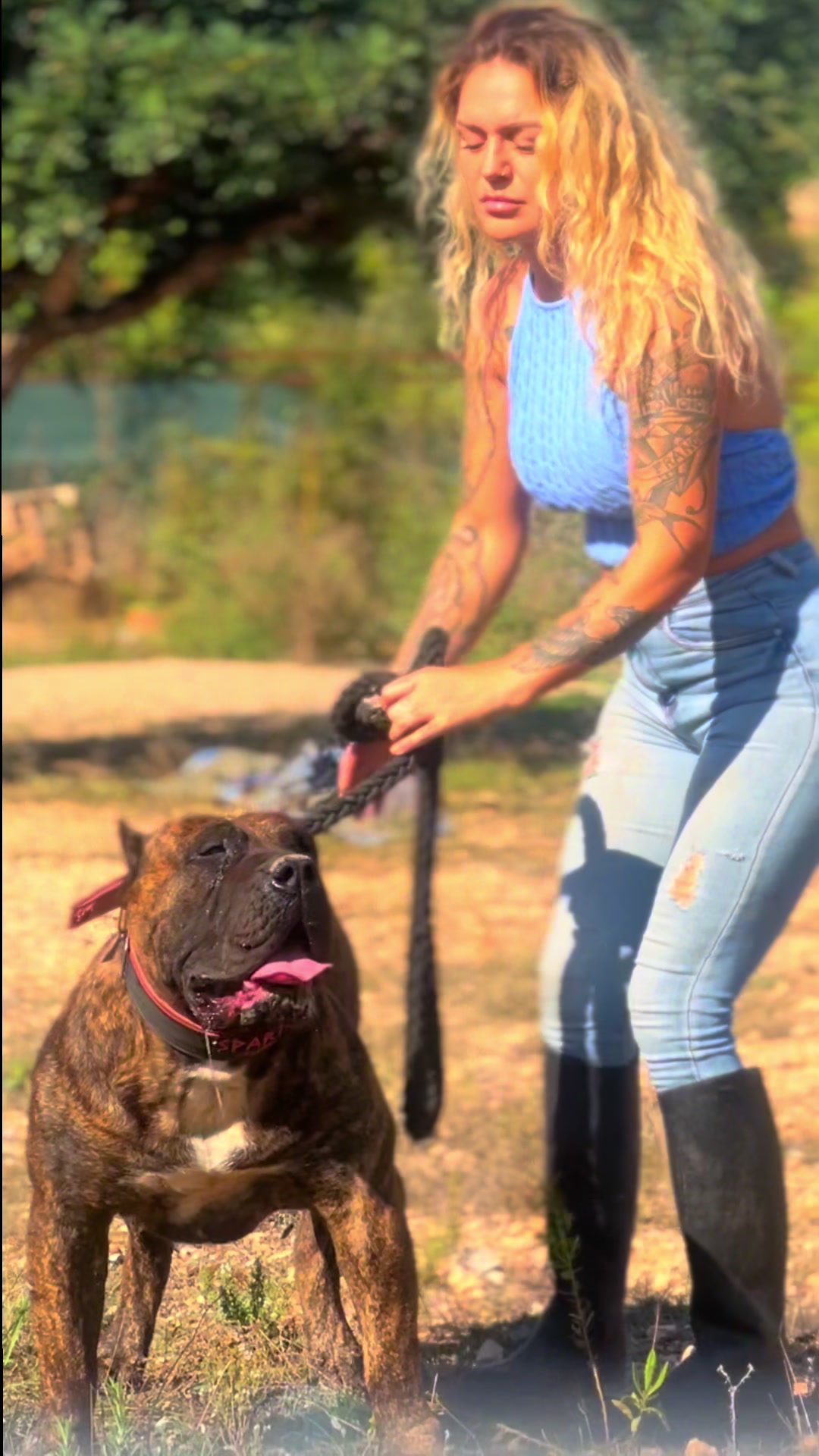 @Presacanario_bulldogfrances