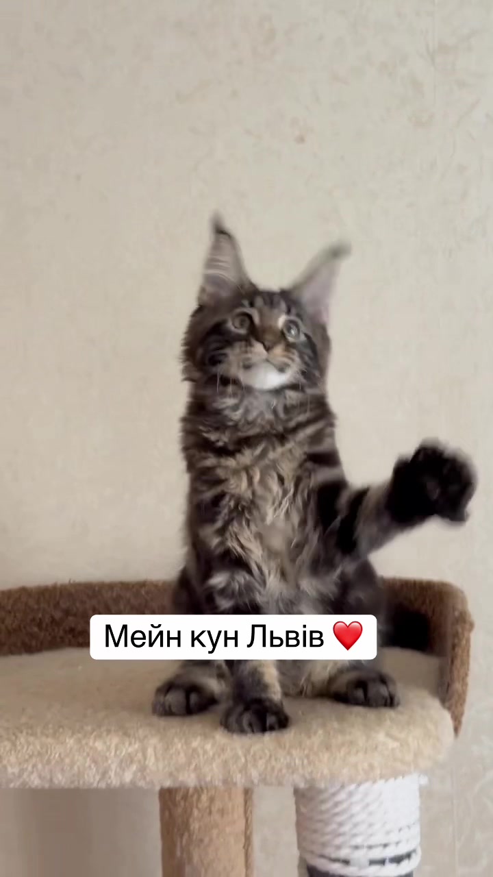@PARAKENTOS*UA Maine coon