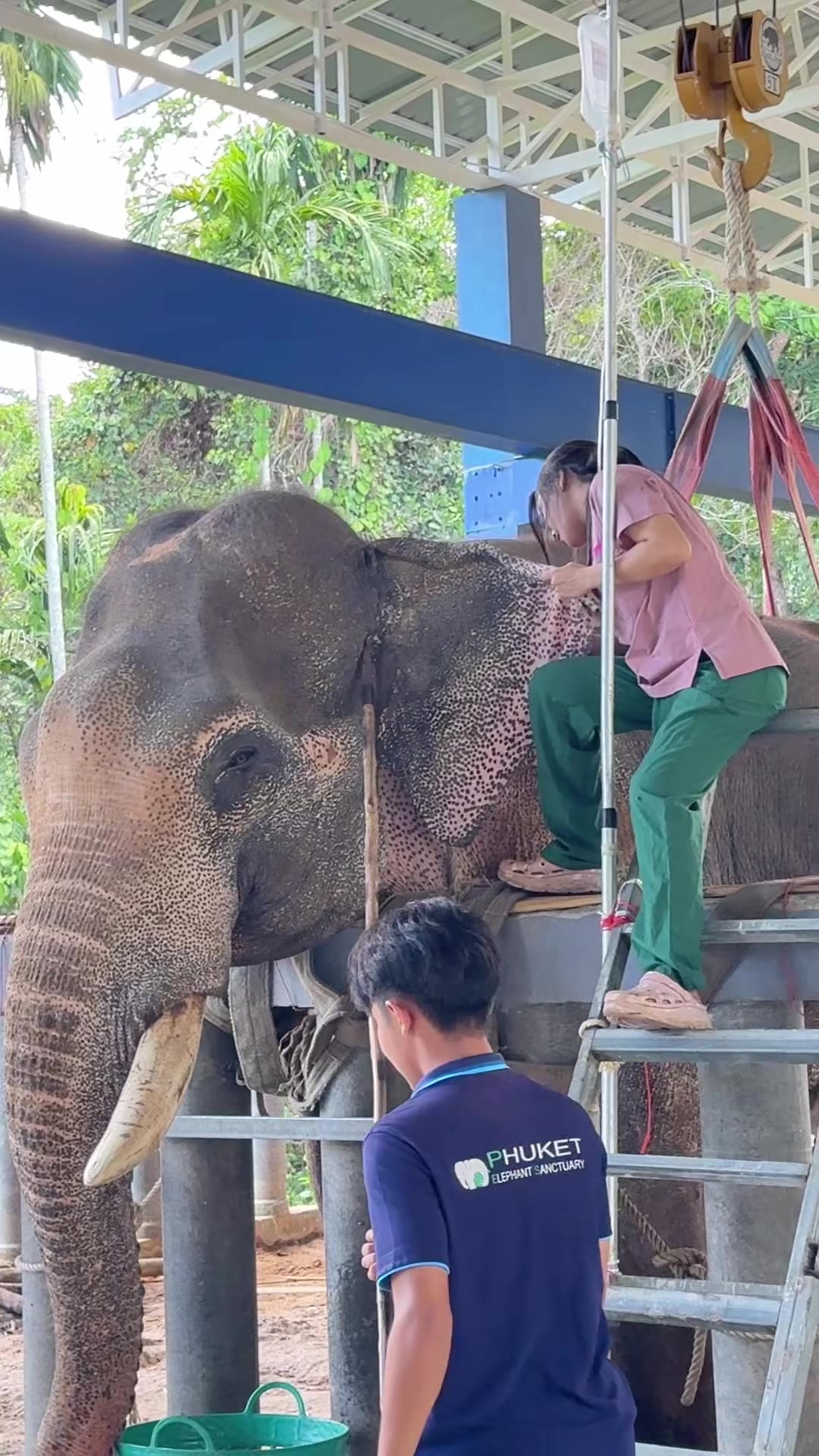 @หมอโบว์ รักษาช้าง