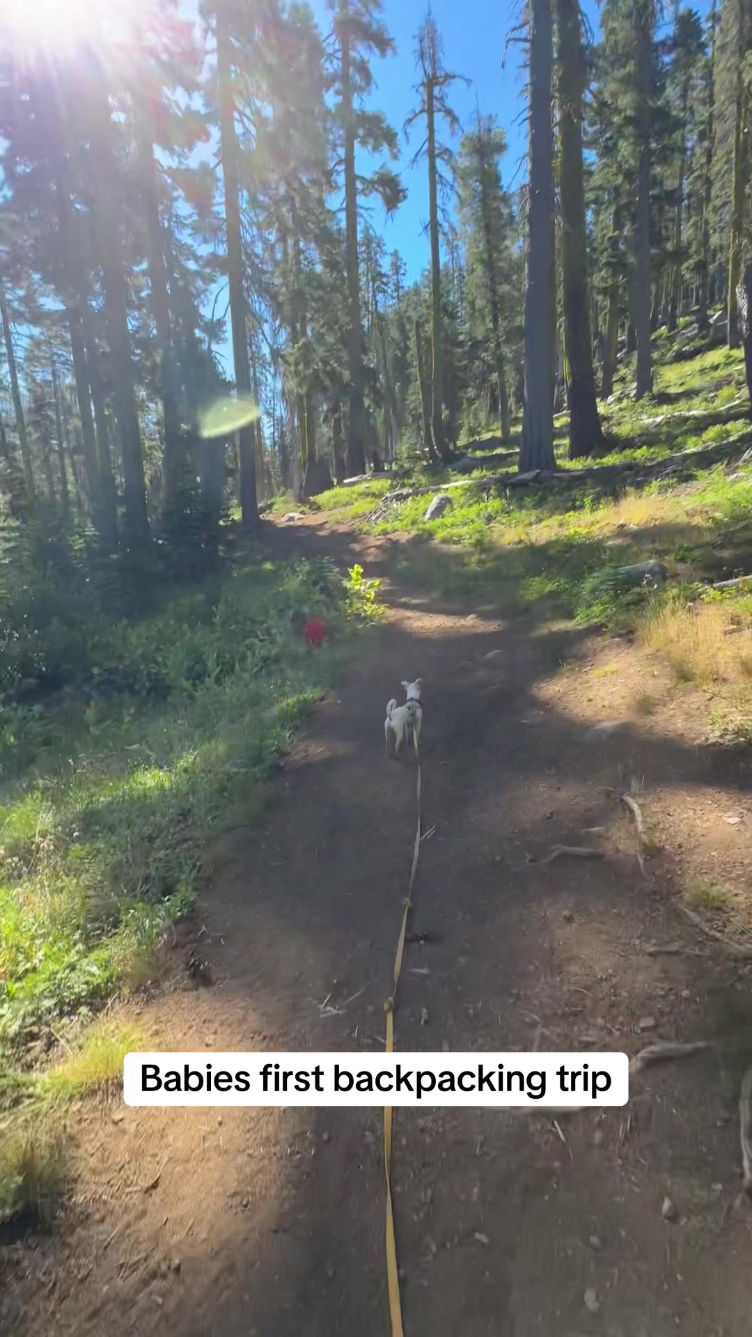 @slowdayzwithdogs