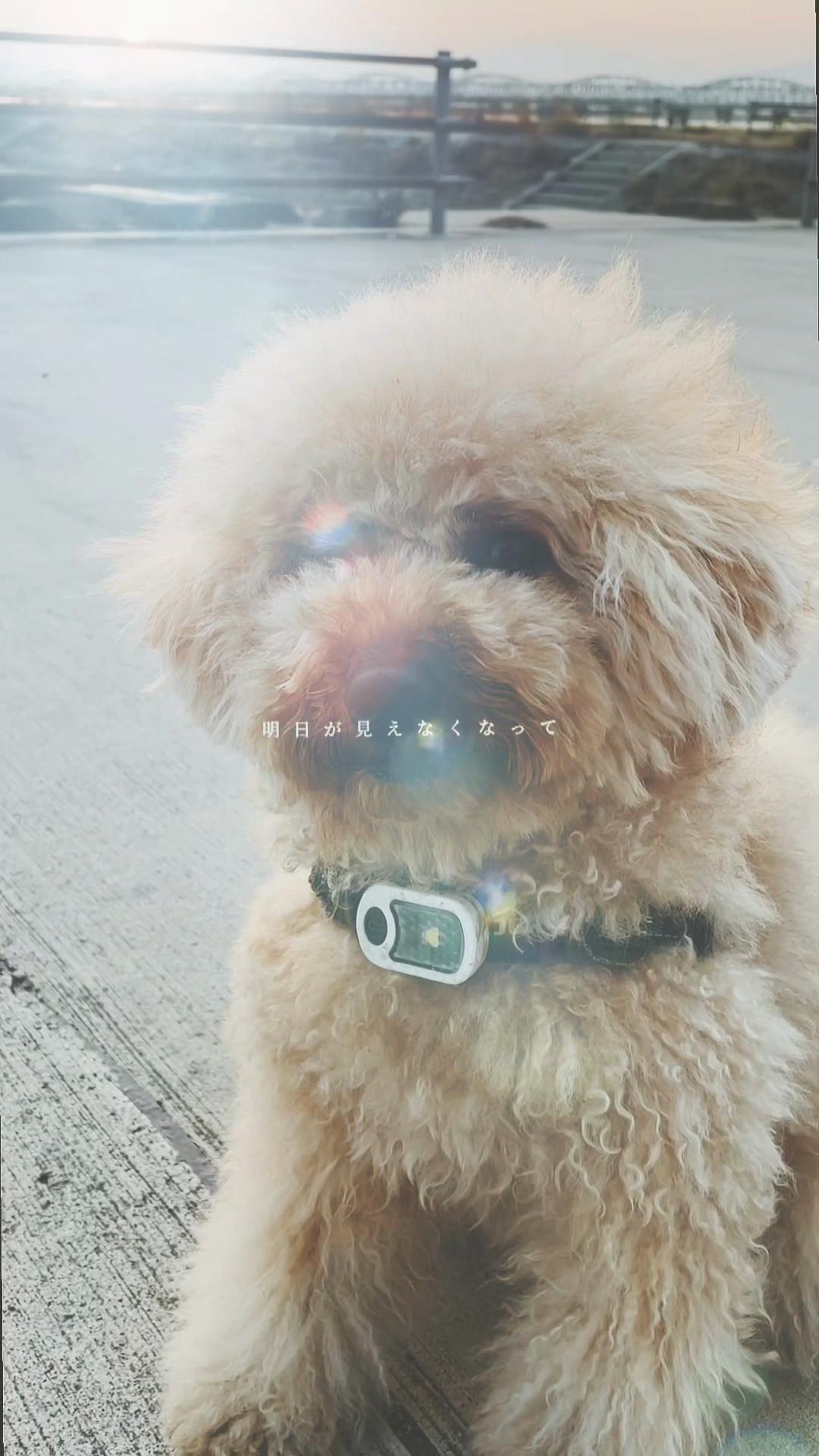 @ブチムギ🐶チャンネル