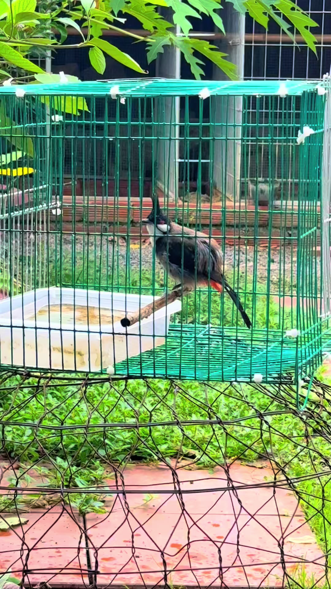 @G&agrave; Trần