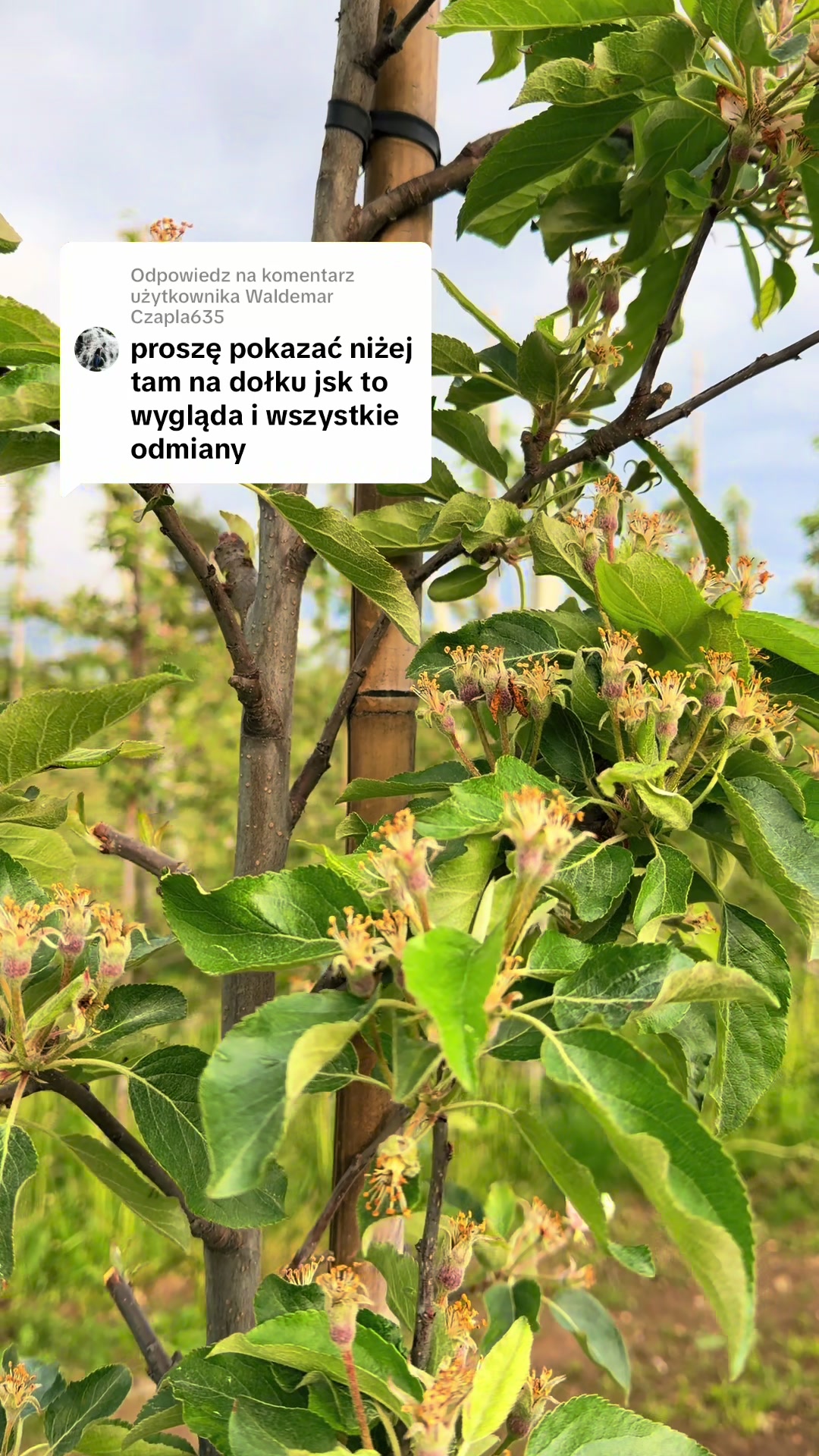 @Sady Puczyński
