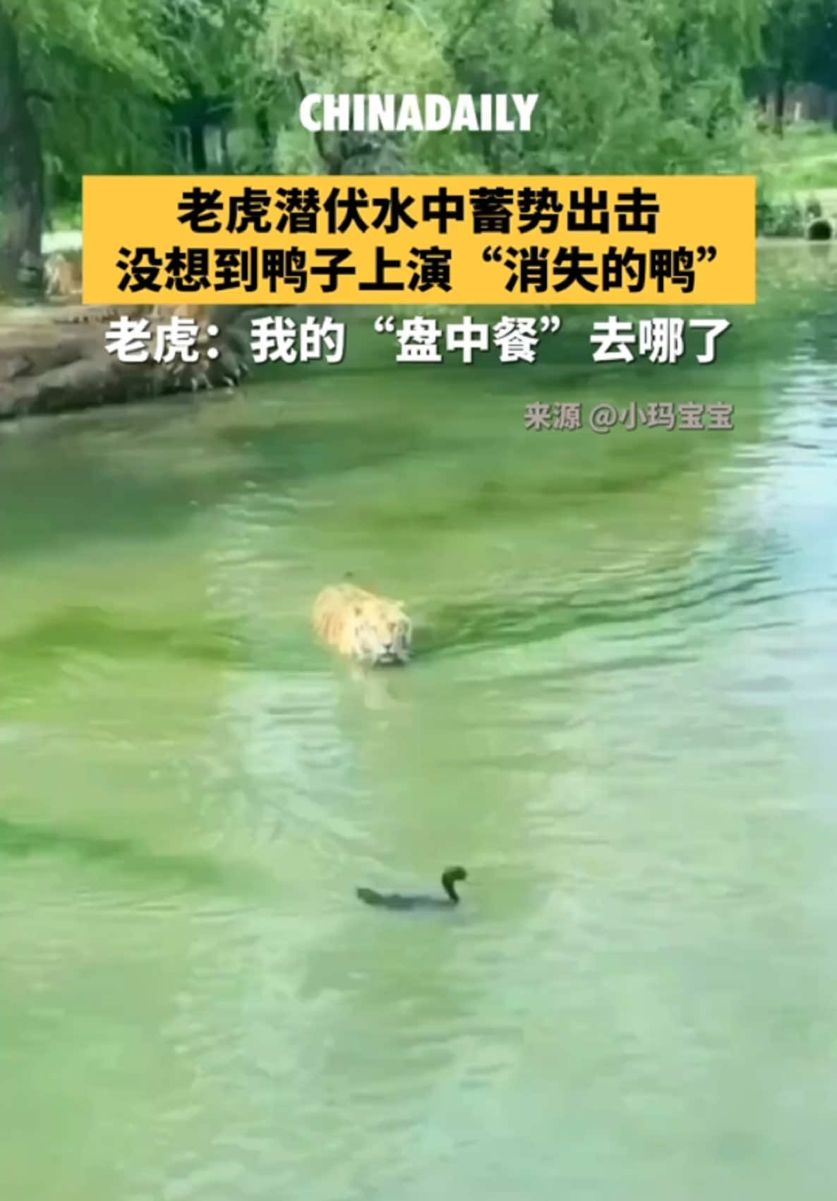 @中國僑聲傳媒
