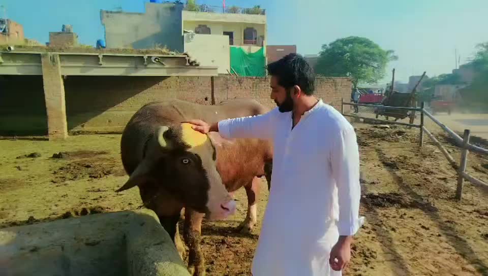@shan Shah 222