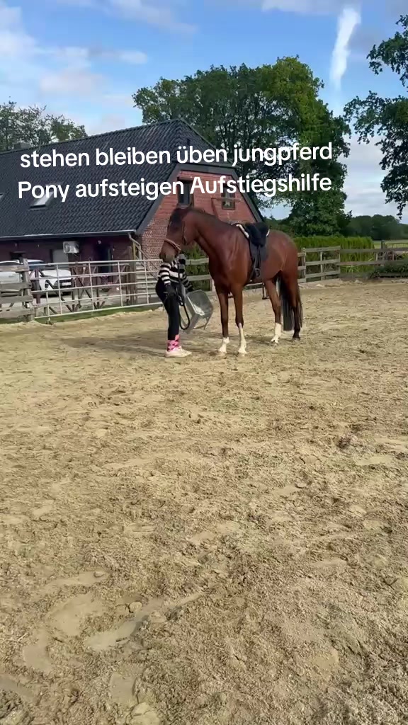 @Steffis_horse_world