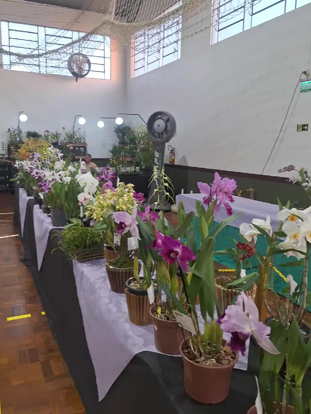 @Orquidário Fernando