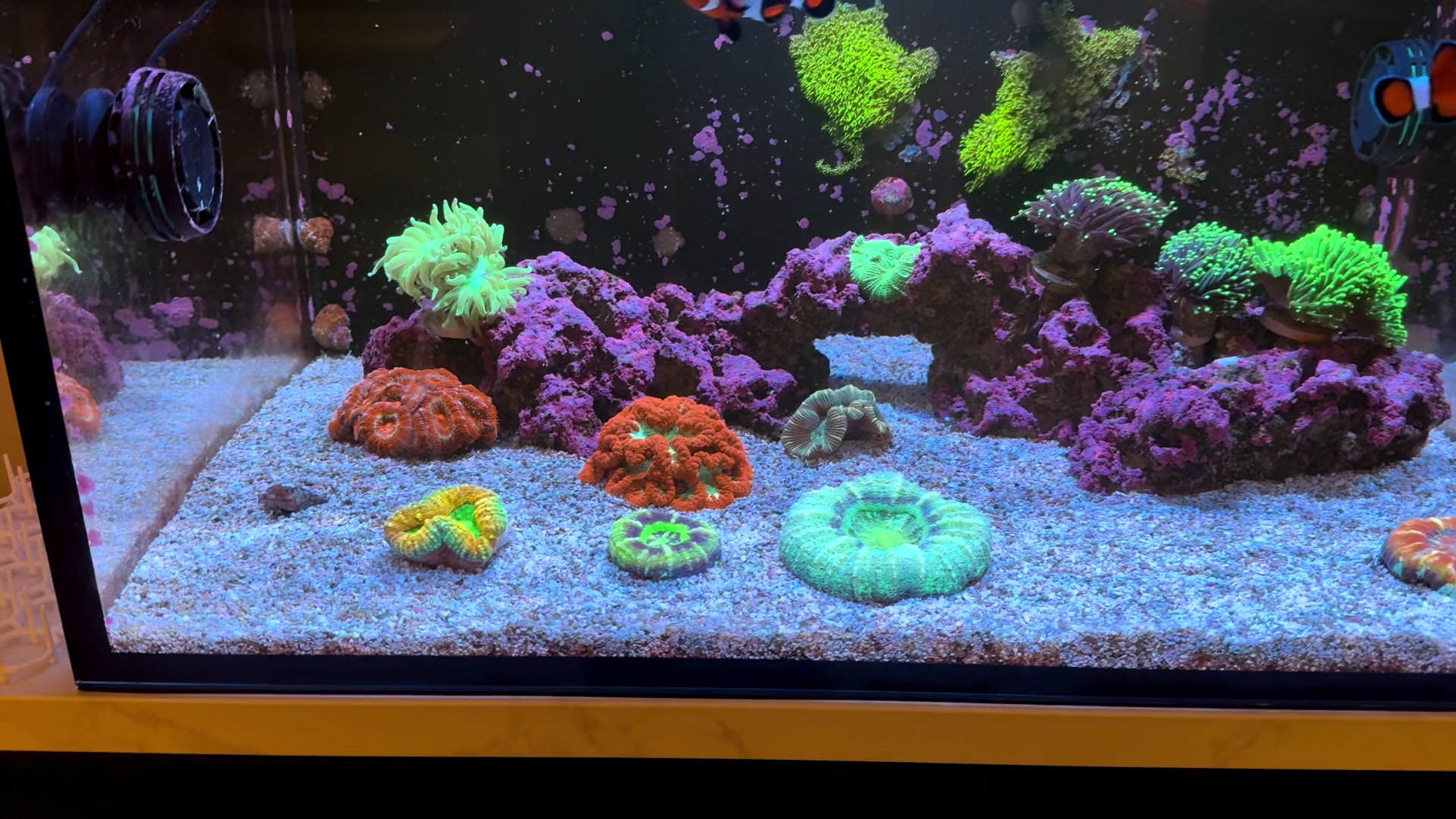 @ReefTok