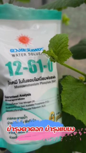 @Mote เมล่อนและไม้ด่าง
