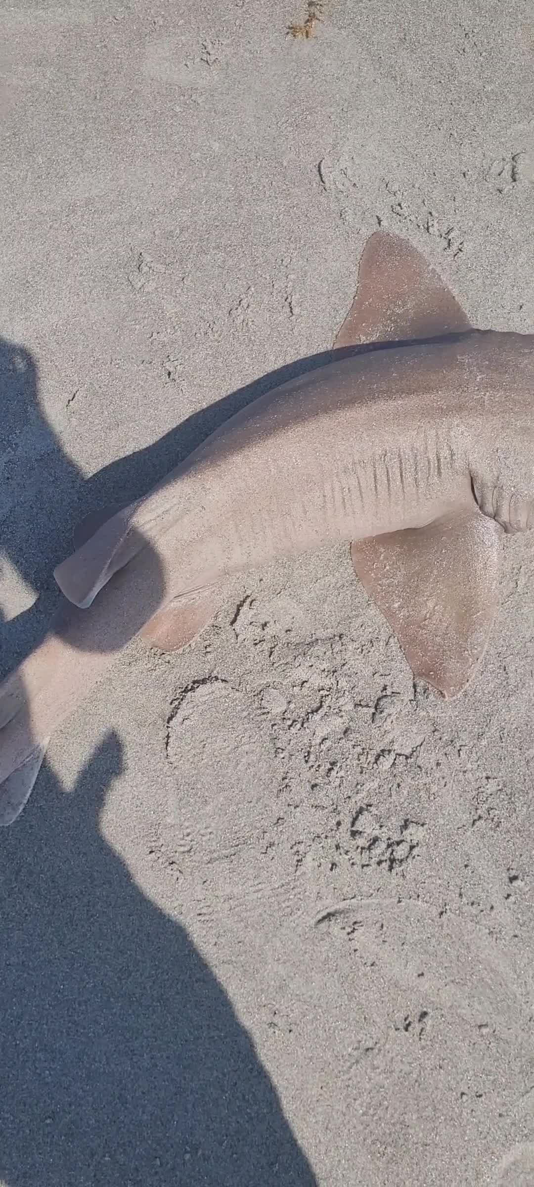 @Ghost of Space Coast Fishing