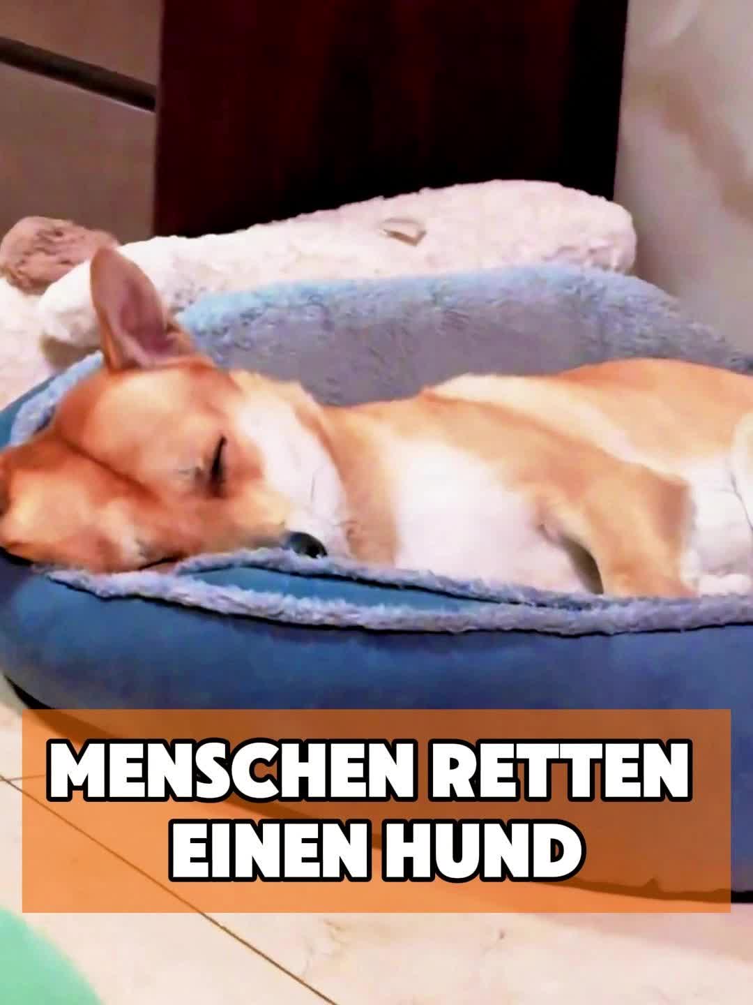 @toto_tier