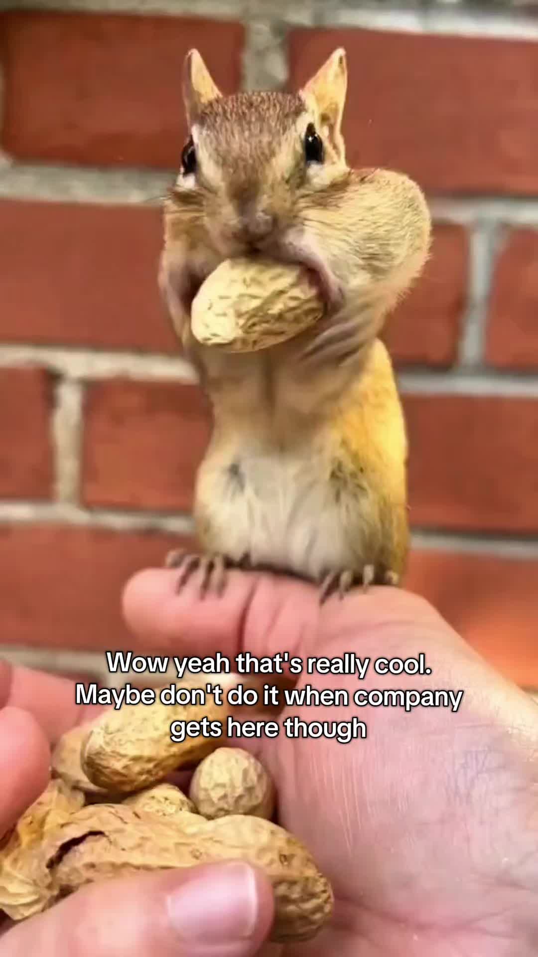 @Pawsitivitycore