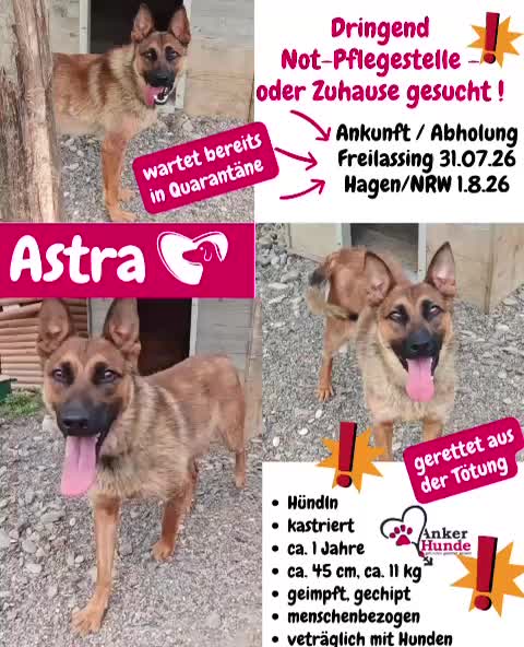 @Ankerhunde e.V.