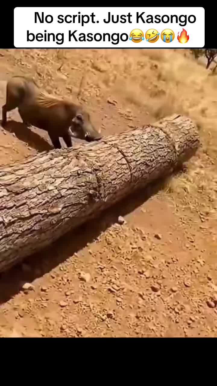 @Roi De la Jungle