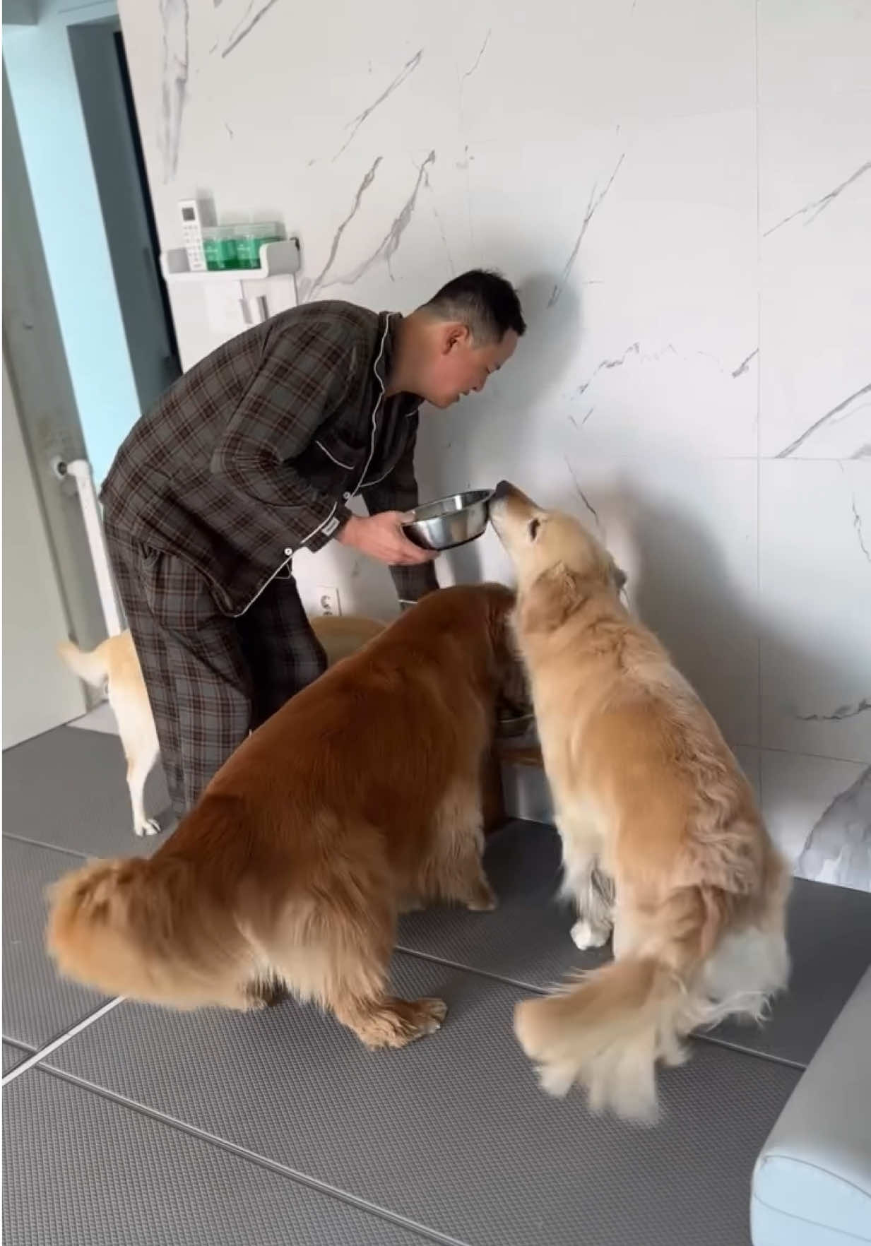@kolom_golden_retrievers