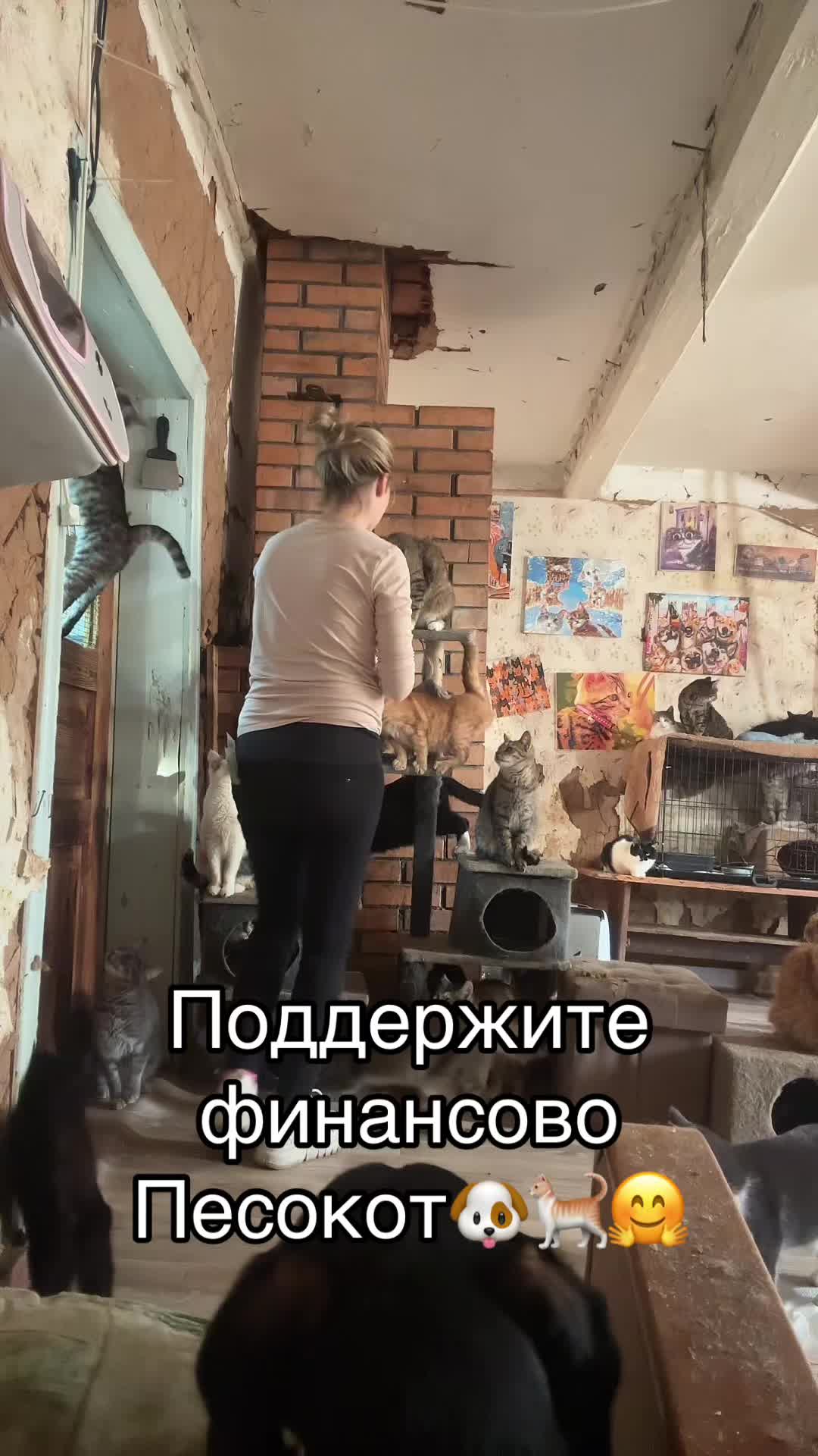 @Директор «Песокот»250🐈🐶