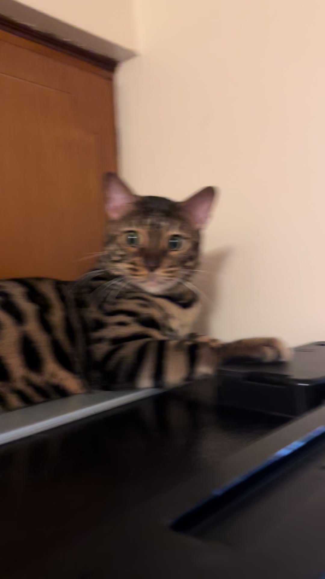 @Tiny Leopard Cats