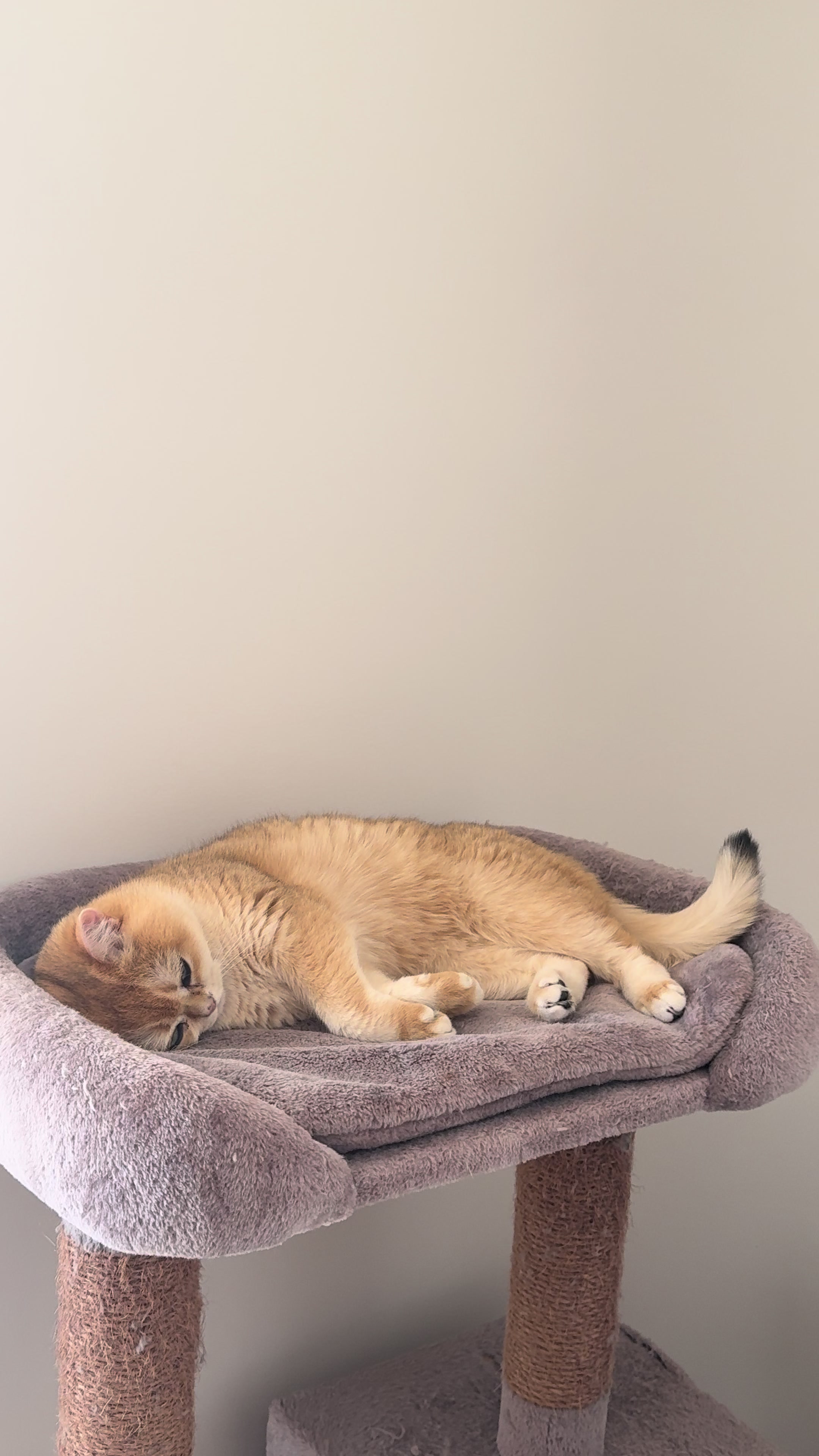 @Sammie_the_Cat