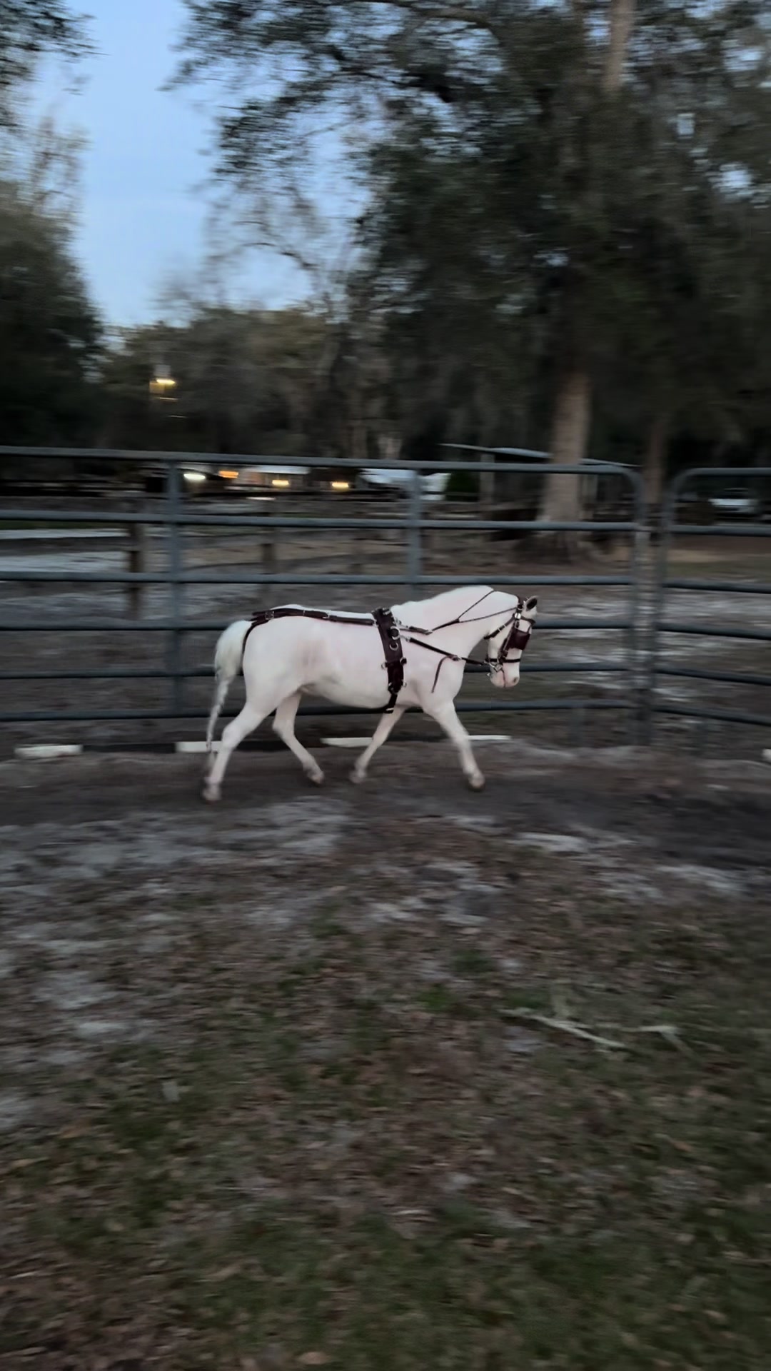 @Sugarfoot the Therapy Horse