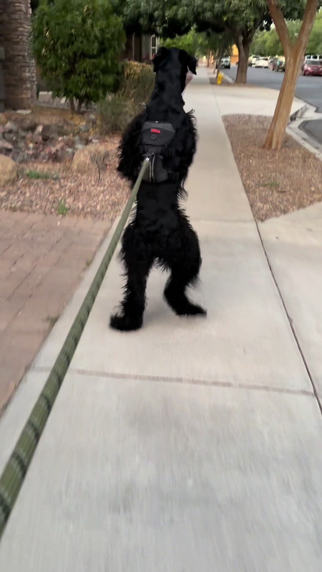 @Fiona Walks