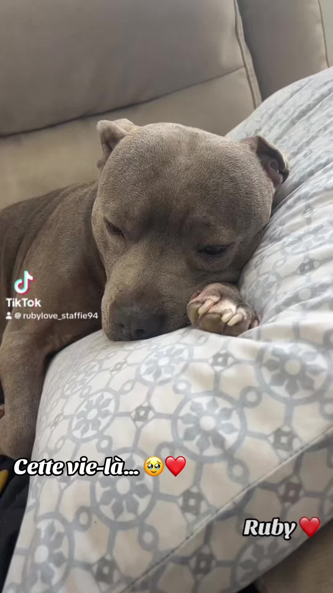 @rubylove_staffie94