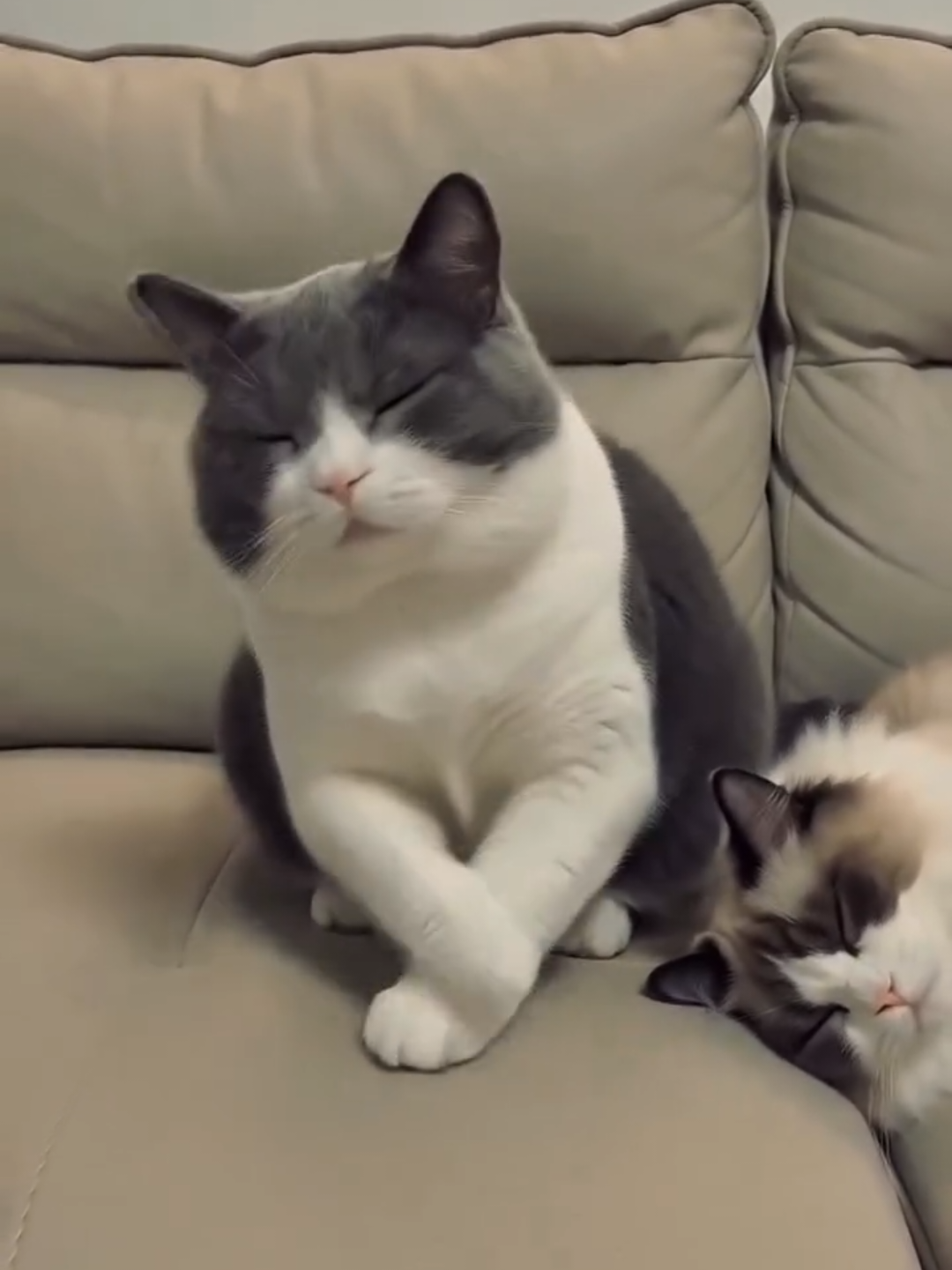 @Chonky World Of Cats