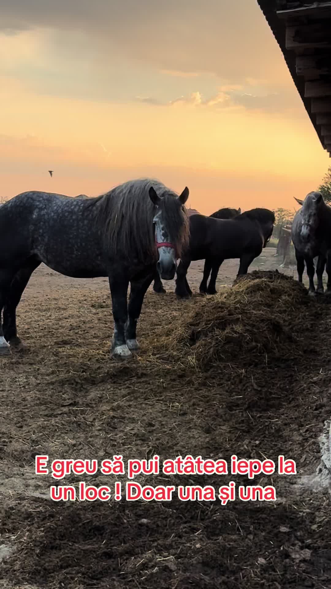 @🐴Spartanu🐴