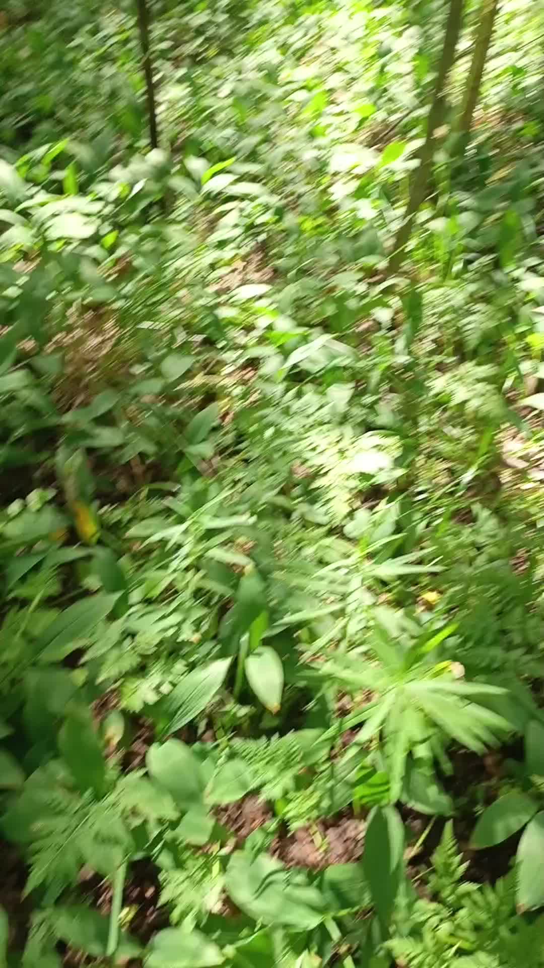 @мучачо