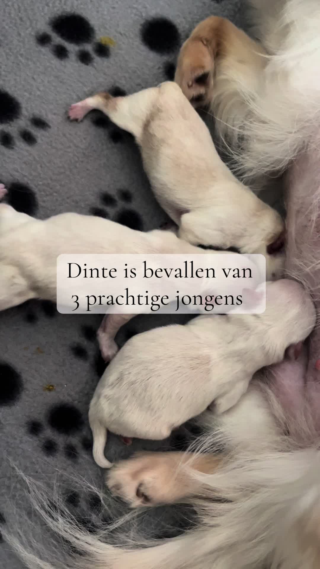 @Danielle |(chihuahua)mama 🐕🩵