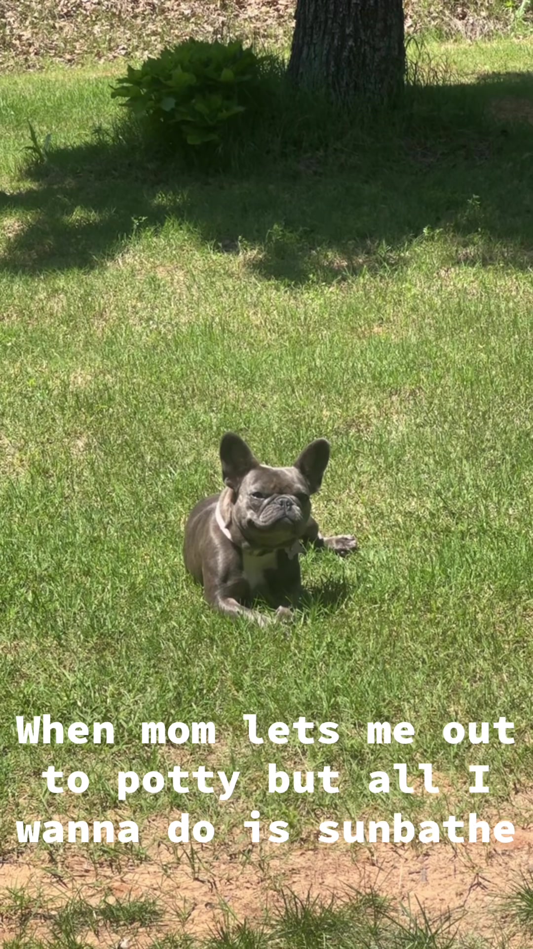 @blueythe405frenchie