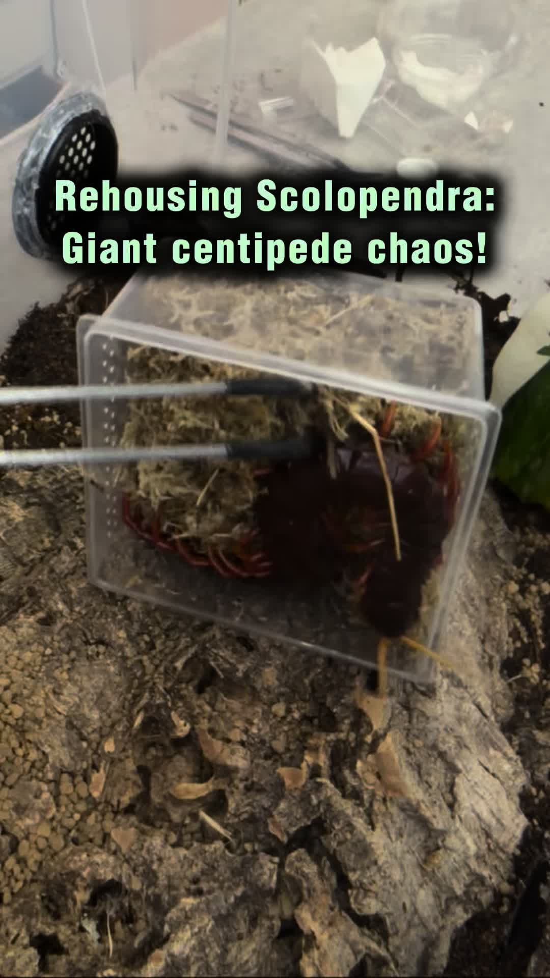 @Spider Conservatory