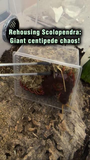 @Spider Conservatory