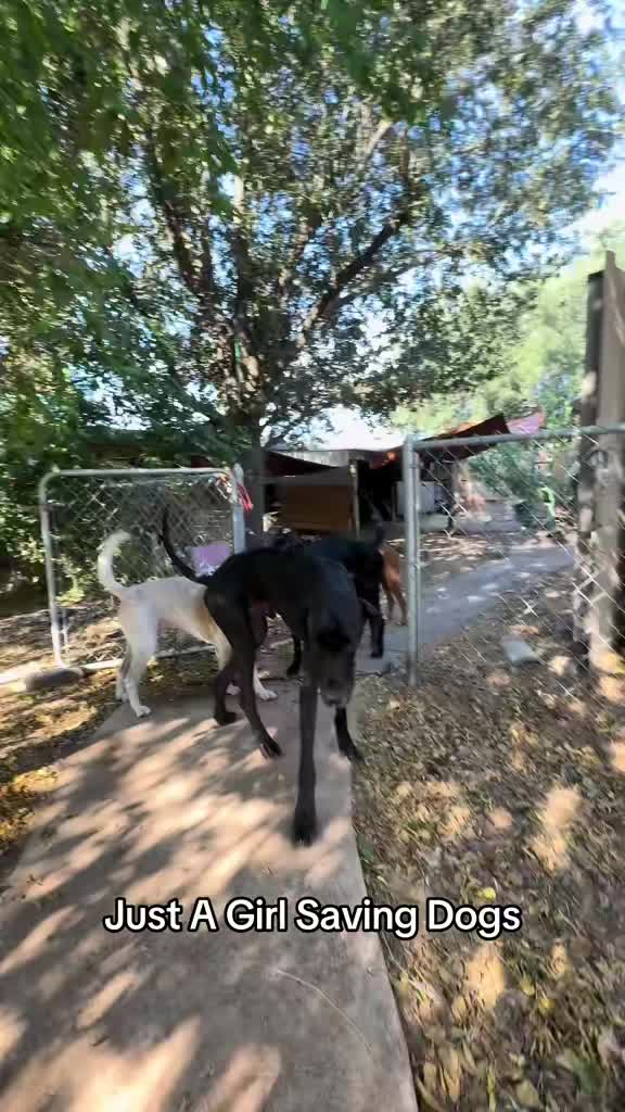@Just A Girl Saving Dogs